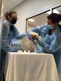 SD Humane Society, CDC Partner to Help Pets Of Ukrainian Refugees Cross Border