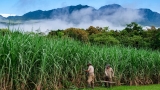 Climate-Friendly Spirits Production Is Possible. These Distilleries Are Demonstrating How