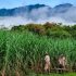 Monkeypox: Plans underway to ramp up testing if outbreak grows quickly