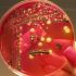 CDC urges masks indoors in some Florida counties as cases climb