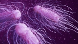 CDC: Salmonella outbreak from unidentified food source sickens people in 25 states