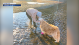 CDC import ban makes Bend group’s efforts to rescue dogs abroad challenging