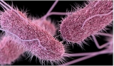 CDC Issues Alert For New Salmonella Outbreak