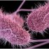 World Health Organization continues to discuss inequitable distribution of COVID-19