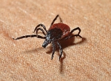 Maine Man Dies After Contracting Rare ‘POW’ Virus From Tick Bite, CDC Says