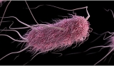 E. Coli Outbreak Sickening Dozens May Be Linked To Wendy’s In 4 States, CDC Says