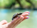 Americans should heed CDC warning about pet turtles making people sick