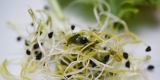 CDC warns of salmonella outbreak in raw alfalfa sprouts
