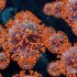 COVID-19 cases rise for the 5th week, deaths stable