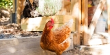 CDC Renews Warning Against Snuggling Backyard Chickens