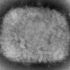 Iran’s success in controlling coronavirus to spotlight World Health Assembly