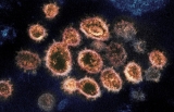 CDC data shows that more than 83% of New York children have contracted COVID-19