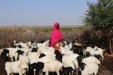 Training course on One Health in action against Neglected Tropical Diseases