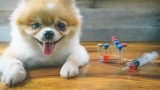 Dog flu: warning signs, canine influenza shots & protecting pets