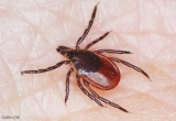 Maine CDC reports one case of Powassan virus