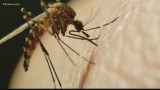 Arizona becomes hotspot for West Nile cases, CDC data shows