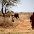Nobel Prize in medicine awarded for research on evolution