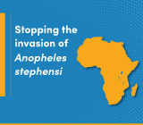 WHO launches new initiative to stop the spread of invasive malaria vector in Africa