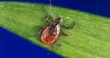Health leaders, families urge awareness about the dangers of Lyme disease