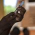 CDC Urging Black & Hispanic Communities To Get Flu Vaccine – CBS Miami