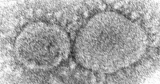 New study shows differences between BA.2 variant and omicron