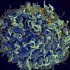 The CDC has updated its mask recommendations for Virginians – The Suffolk News-Herald