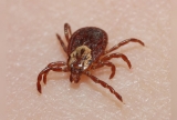 How to Properly Remove a Tick and Keep Your Family Safe