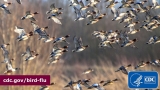 U.S. Approaches Record Number of Avian Influenza Outbreaks in Wild Birds and Poultry