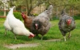 Alaska, Oklahoma report first avian flu outbreaks in poultry