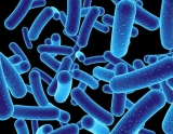 CDC identifies bacteria that cause rare melioidosis in domestic environmental samples