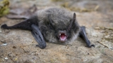 Two boys seen playing with rabid bat in Corona sought by health officials – Press Enterprise