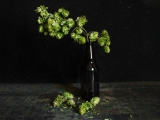 Might beer hop compounds help treat Alzheimer’s?
