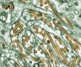 Human Avian Influenza A(H5) Virus: CDC statement