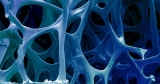 High blood pressure linked to bone loss and aging, mouse study finds