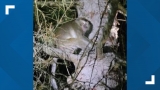 CDC: Three monkeys caught and euthanized after crash near Danville