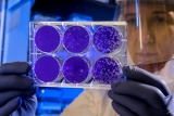 Former FDA Head Says CDC Guidance Hurt Pandemic Response