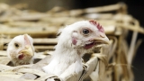 First human US case of bird flu strain detected in Colorado, CDC says health risk low