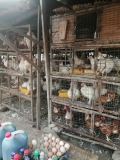 Chickens from live poultry markets in Nigeria could be bad for your health—scientists explain why