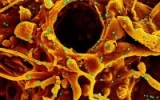 FDA advisers call for Omicron update for COVID boosters