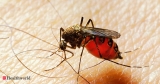 Commonwealth leaders committed to funding on fight against malaria, Health News, ET HealthWorld