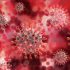 About 10,000 Mink Are Running Loose in Northwest Ohio