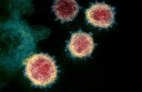World Health Organization invites AMLO to learn about vaccine approvals
