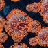 Regional gatherings to strengthen pandemic influenza preparedness