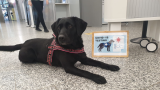 COVID: Trained dogs can sniff out virus, study says