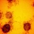 Florida officials blame CDC for failed coronavirus data