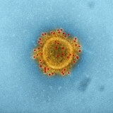 December 3, 2022 coronavirus update for Oakville