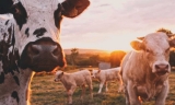 Making carbon dioxide into protein for innovative animal feed