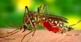 Creating a Malaria-Free World to Restore Global Health Security, Health News, ET HealthWorld
