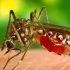 FDA, USDA need to reduce antibiotic use in raising animals for food
