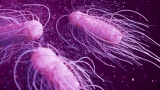 Maine CDC: Two hospitalized after crabmeat salmonella outbreak